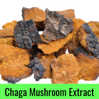 chaga-mushroom