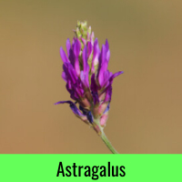 Astragalus