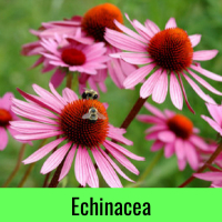 Echinacea